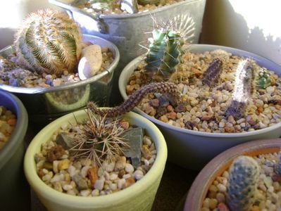 Locul de iernare pentru cactusii winter-hardy; Echinocereus, Pediocacus, Escobaria, Oroya, Austrocactus

