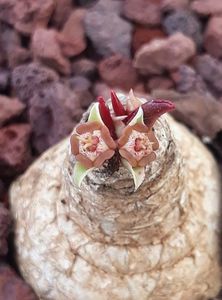Euphorbia panchganiensis
