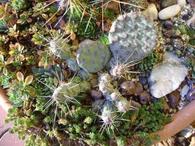 3 dec. 2019 - Minirocarie (-20C); Orostachys spinosa
Sempervivum tectorum Oddity
Sempervivum sp. diverse
Opuntia phaeacantha
Opuntia fragilis 1
Opuntia fragilis 2
