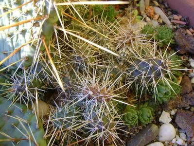 3 dec. 2019 - Minirocarie (-20C); Orostachys spinosa
Sempervivum tectorum Oddity
Sempervivum sp. diverse
Opuntia phaeacantha
Opuntia fragilis 1
Opuntia fragilis 2
