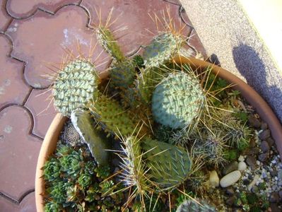 3 dec. 2019 - Minirocarie (-20C); Orostachys spinosa
Sempervivum tectorum Oddity
Sempervivum sp. diverse
Opuntia phaeacantha
Opuntia fragilis 1
Opuntia fragilis 2
