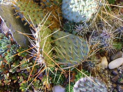 3 dec. 2019 - Minirocarie (-20C); Orostachys spinosa
Sempervivum tectorum Oddity
Sempervivum sp. diverse
Opuntia phaeacantha
Opuntia fragilis 1
Opuntia fragilis 2
