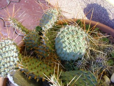 3 dec. 2019 - Minirocarie (-20C); Orostachys spinosa
Sempervivum tectorum Oddity
Sempervivum sp. diverse
Opuntia phaeacantha
Opuntia fragilis 1
Opuntia fragilis 2
