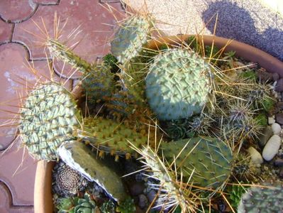 3 dec. 2019 - Minirocarie (-20C); Orostachys spinosa
Sempervivum tectorum Oddity
Sempervivum sp. diverse
Opuntia phaeacantha
Opuntia fragilis 1
Opuntia fragilis 2
