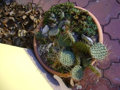 3 dec. 2019 - Minirocarie (-20C); Orostachys spinosa
Sempervivum tectorum Oddity
Sempervivum sp. diverse
Opuntia phaeacantha
Opuntia fragilis 1
Opuntia fragilis 2
