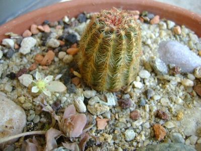 Echinocereus viridiflorus (-20C)