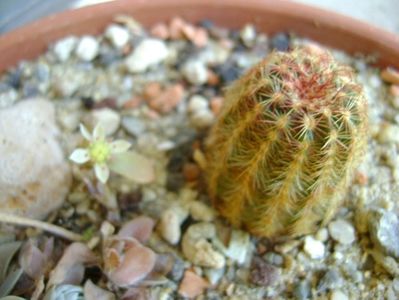 Echinocereus viridiflorus (-20C)