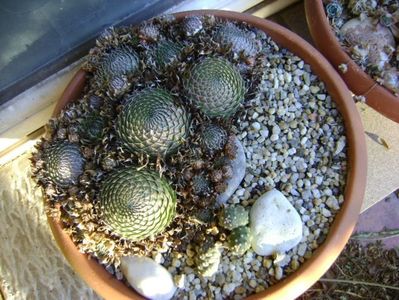 Opuntia sp. (-20C)