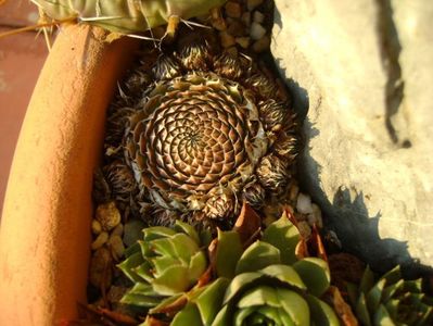 Orostachys spinosa