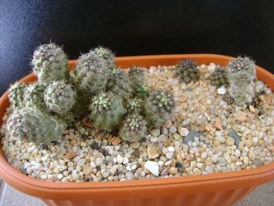 Grup de Copiapoa; Copiapoa humilis (colonie) 
Copiapoa humilis ssp. tenuissima
Copiapoa minima
