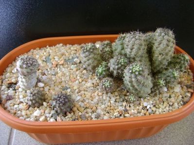 Grup de Copiapoa; Copiapoa humilis (colonie) 
Copiapoa humilis ssp. tenuissima
Copiapoa minima
