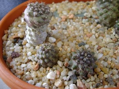 Copiapoa humilis ssp. tenuissima & Copiapoa minima