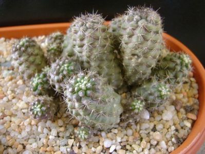 Copiapoa humilis (colonie)