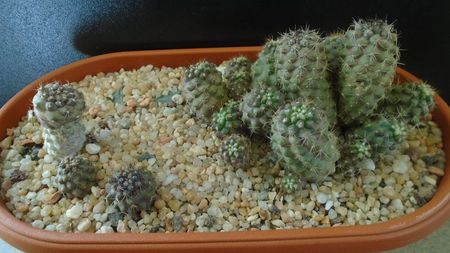 Grup de Copiapoa; Copiapoa humilis (colonie) 
Copiapoa humilis ssp. tenuissima
Copiapoa minima
