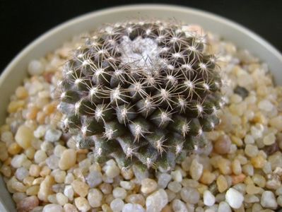 Copiapoa humilis ssp. tenuissima