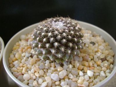 Copiapoa humilis ssp. tenuissima