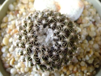 Copiapoa humilis ssp. tenuissima