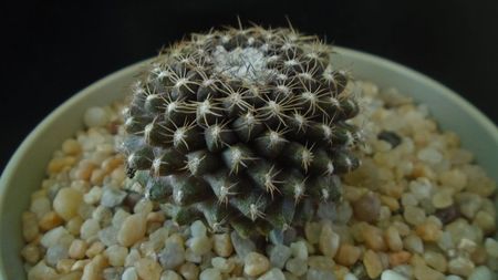 Copiapoa humilis ssp. tenuissima