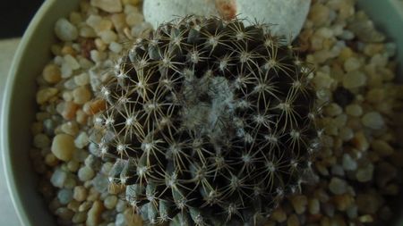 Copiapoa humilis ssp. tenuissima