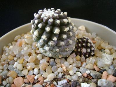 Copiapoa humilis ssp. tenuissima f. monstruosa