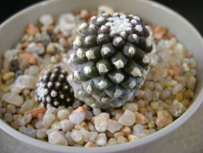 Copiapoa humilis ssp. tenuissima f. monstruosa