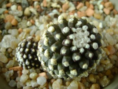 Copiapoa humilis ssp. tenuissima f. monstruosa