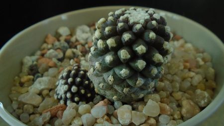 Copiapoa humilis ssp. tenuissima f. monstruosa