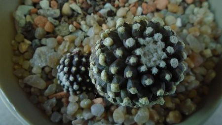 Copiapoa humilis ssp. tenuissima f. monstruosa