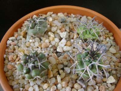 Grup de Copiapoa; Copiapoa coquimbana v. fiedleriana (2 ex.)
Copiapoa coquimbana v. wagenknechtii (2 ex.)
