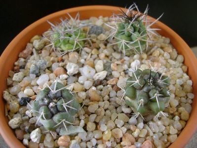 Grup de Copiapoa; Copiapoa coquimbana v. fiedleriana (2 ex.)
Copiapoa coquimbana v. wagenknechtii (2 ex.)
