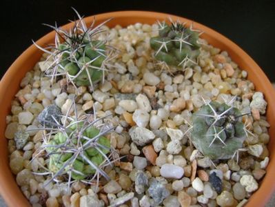 Grup de Copiapoa; Copiapoa coquimbana v. fiedleriana (2 ex.)
Copiapoa coquimbana v. wagenknechtii (2 ex.)
