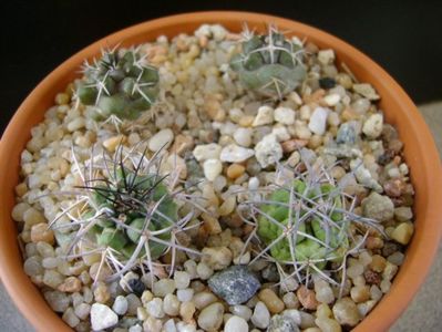 Grup de Copiapoa; Copiapoa coquimbana v. fiedleriana (2 ex.)
Copiapoa coquimbana v. wagenknechtii (2 ex.)
