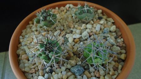 Grup de Copiapoa; Copiapoa coquimbana v. fiedleriana (2 ex.)
Copiapoa coquimbana v. wagenknechtii (2 ex.)
