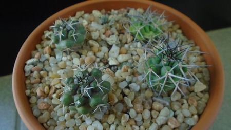 Grup de Copiapoa; Copiapoa coquimbana v. fiedleriana (2 ex.)
Copiapoa coquimbana v. wagenknechtii (2 ex.)
