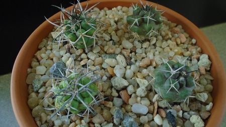 Grup de Copiapoa; Copiapoa coquimbana v. fiedleriana (2 ex.)
Copiapoa coquimbana v. wagenknechtii (2 ex.)
