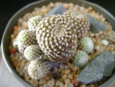 Copiapoa laui