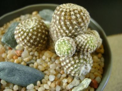 Copiapoa laui