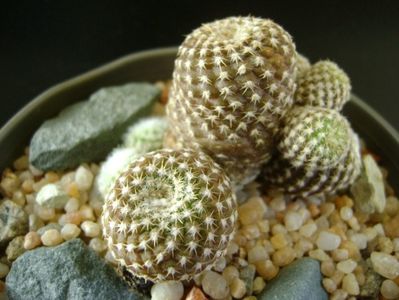 Copiapoa laui