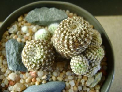 Copiapoa laui