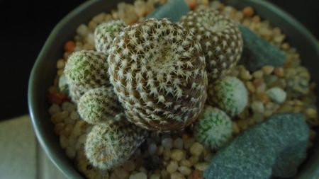 Copiapoa laui