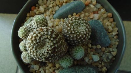 Copiapoa laui