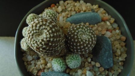 Copiapoa laui