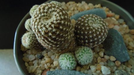 Copiapoa laui