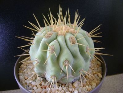 Copiapoa haseltoniana, Las Pintadas, Chile