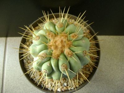 Copiapoa haseltoniana, Las Pintadas, Chile