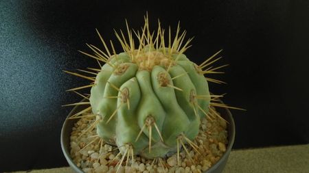 Copiapoa haseltoniana, Las Pintadas, Chile