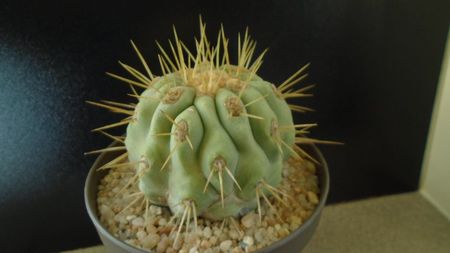 Copiapoa haseltoniana, Las Pintadas, Chile