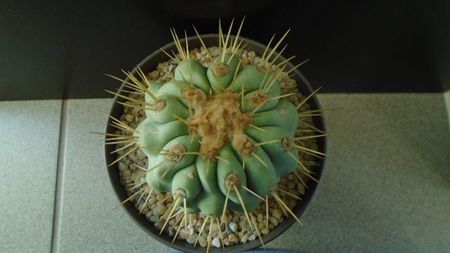 Copiapoa haseltoniana, Las Pintadas, Chile