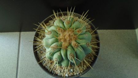 Copiapoa haseltoniana, Las Pintadas, Chile