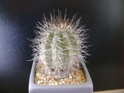 Copiapoa calderana ssp. atacamensis